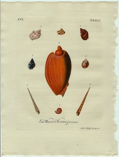 1773年 Knorr 貝類図鑑 初版 Vol.6 Pl.22 カリバガサガイ科 ガクフボラ科 オリイレヨフバイ科 トウカムリ科 ニシキウズガイ科など9種