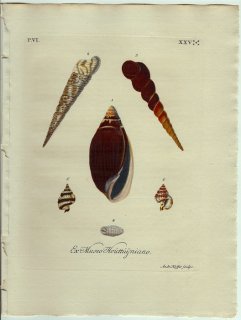 1773年 Knorr 貝類図鑑 初版 Vol.6 Pl.25 オカミミガイ科 キリガイダマシ科 オオタワラガイ科 フジツガイ科など6種
