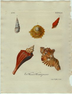 1773年 Knorr 貝類図鑑 初版 Vol.6 Pl.26 テングニシ科 フジツガイ科 オニノツノガイ科 クマサカガイ科など5種