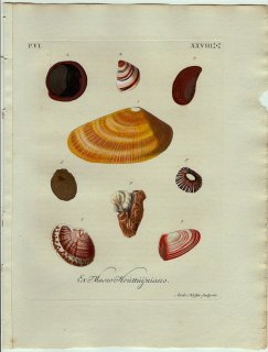 1773年 Knorr 貝類図鑑 初版 Vol.6 Pl.28 ツタノハガイ科 コビトボウシガイ ミミズガイ科 コケミミズなど9種