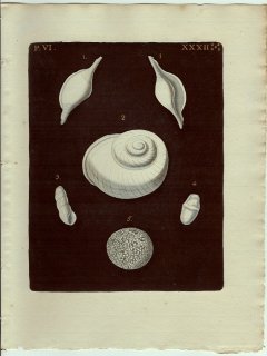 1773年 Knorr 貝類図鑑 初版 Vol.6 Pl.32 ウミウサギガイ科 ツマベニヒガイ アフリカマイマイ科 オオクビキレガイなど6種