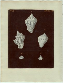 1773年 Knorr 貝類図鑑 初版 Vol.6 Pl.35 ガクフボラ科 ガクフボラ アッキガイ科 チリメンボラ スズメガイ科 フウリンチドリなど5種
