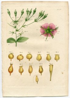 1835年 Redoute Les Roses バラ科 バラ属 蕾 ガク