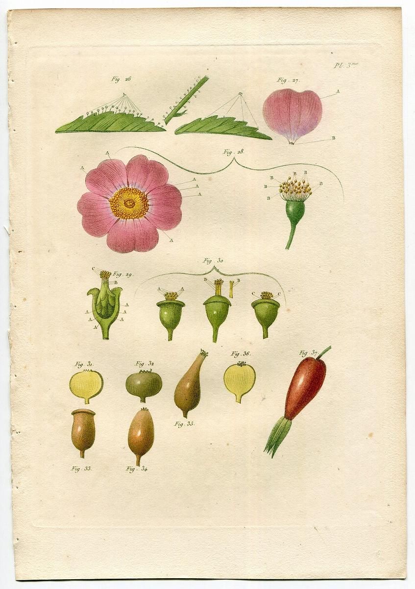 朝比野文雄　10号薔薇 朝比野文雄 10号薔薇 バラ苗 図鑑 十六夜バラ Rosa roxburghii