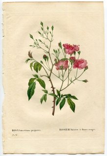 1835年 Redoute Les Roses バラ科 バラ属 ピンクノアゼット ROSA NOISETTIANA PURPUREA