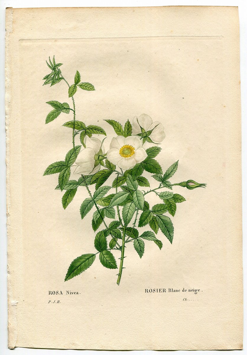1835年 Redoute Les Roses バラ科 バラ属 ナニワイバラ ROSA NIVEA 