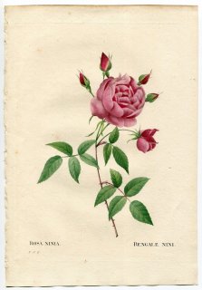 1835ǯ Redoute Les Roses Х Х° ROSA NINIA