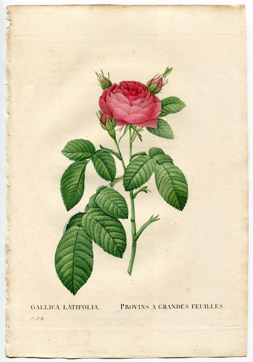1835年 Redoute Les Roses バラ科 バラ属 ROSA GALLICA