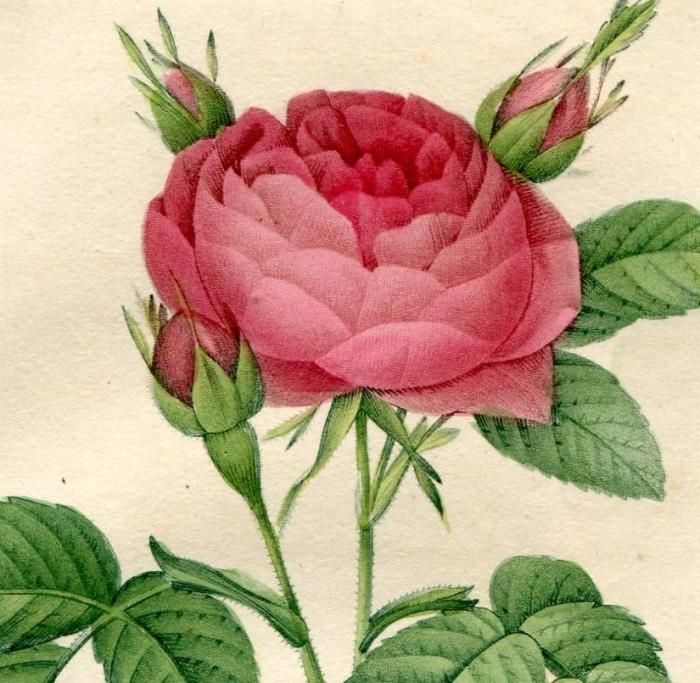 1835年 Redoute Les Roses バラ科 バラ属 ROSA NOISETTIANA