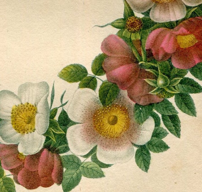 1835年 Redoute Les Roses ルドゥーテ バラ図譜 リース - アンティークプリント ボタニカルアート 博物画の通販サイト  Spirito di Artigiano