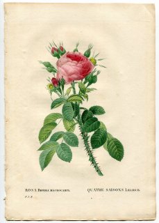 1835ǯ Redoute Les Roses Х Х° ROSA BIFERA MACROCARPA