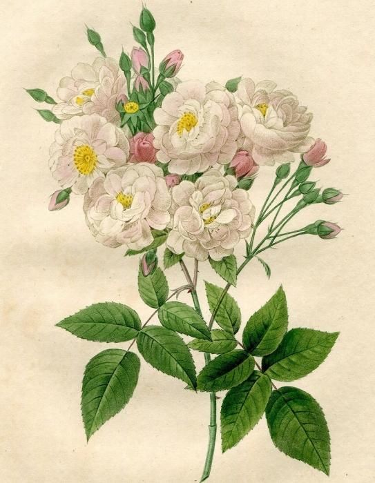 1835年 Redoute Les Roses バラ科 バラ属 ROSA GALLICA