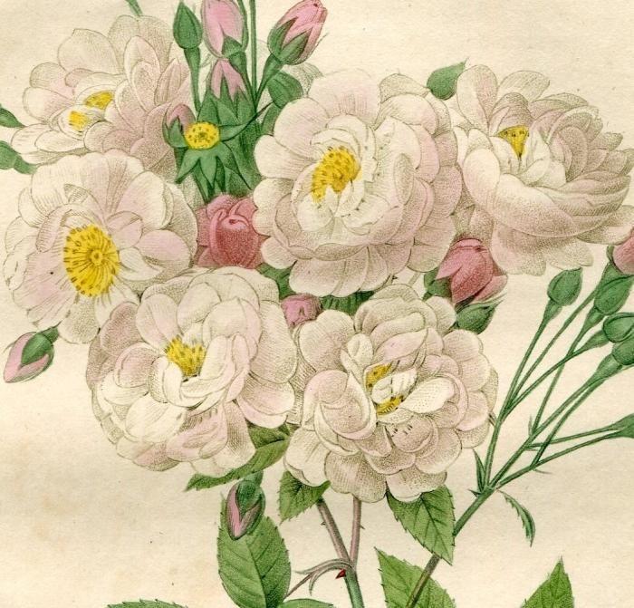 1835年 Redoute Les Roses バラ科 バラ属 ROSA GALLICA