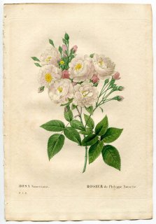 1835ǯ Redoute Les Roses Х Х° ROSA NOISETTIANA