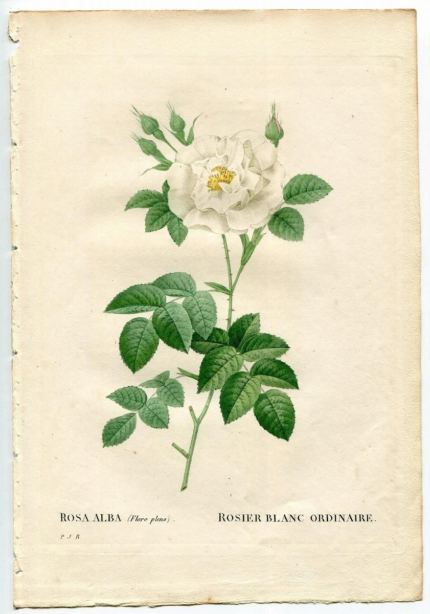 1835年 Redoute Les Roses バラ科 バラ属 ROSA ALBA FLORE PLENO