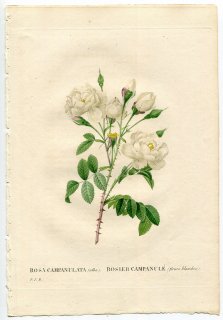 1835年 Redoute Les Roses バラ科 バラ属 ROSA CAMPANULATA
