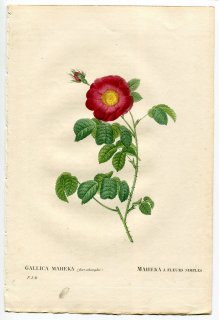 1835年 Redoute Les Roses バラ科 バラ属 ROSA GALLICA MAHEKA