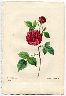 1835ǯ Redoute Les Roses Х Х° ROSA INDICA