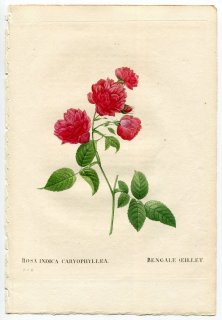 1835年 Redoute Les Roses バラ科 バラ属 カーネーション チャイナローズ ROSA INDICA CARYOPHYLLEA