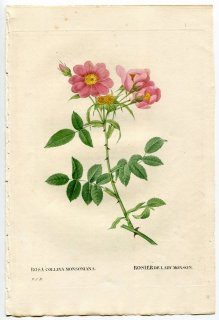 1835年 Redoute Les Roses バラ科 バラ属 ROSA COLLINA MONSONIANA