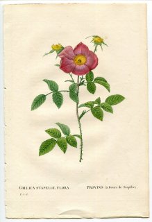 1835年 Redoute Les Roses バラ科 バラ属 ROSA GALLICA STAPELIAE FLORA