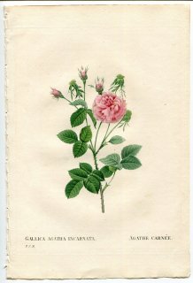 1835年 Redoute Les Roses バラ科 バラ属 ROSA AGATHA INCARNATA