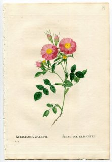 1835年 Redoute Les Roses バラ科 バラ属 ROSA RUBIGINOSA ZABETH