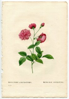 1835年 Redoute Les Roses バラ科 バラ属 ROSA INDICA DICHOTOMA