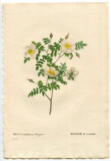1835年 Redoute Les Roses バラ科 バラ属 ROSA CANDOLLEANA ELEGANS