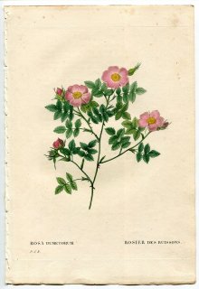 1835年 Redoute Les Roses バラ科 バラ属 ROSA DUMETORUM