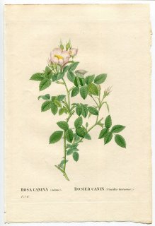 1835ǯ Redoute Les Roses Х Х° ROSA CANINA NITENS