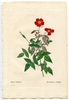 1835年 Redoute Les Roses バラ科 バラ属 ROSA INDICA