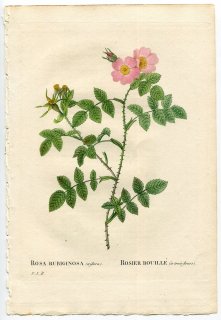 1835年 Redoute Les Roses バラ科 バラ属 ROSA RUBIGINOSA TRIFLORA