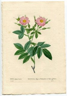 1835年 Redoute Les Roses バラ科 バラ属 ROSA ALPINA LAEVIS