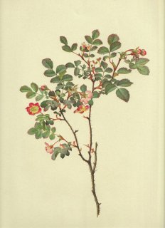 1911年 Willmott The Genus Rosa バラ科 バラ属 ROSA GYMNOCARPA Nutt