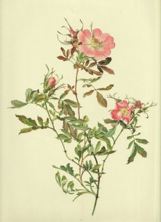 1911年 Willmott The Genus Rosa バラ科 バラ属 ROSA FOLIOLOSA Nutt