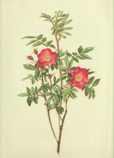 1911年 Willmott The Genus Rosa バラ科 バラ属 ROSA NITIDA Willd   3 11000