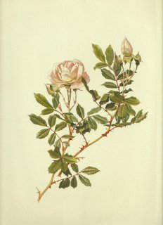 1911年 Willmott The Genus Rosa バラ科 バラ属 ROSA INVOLUCRATA Roxb