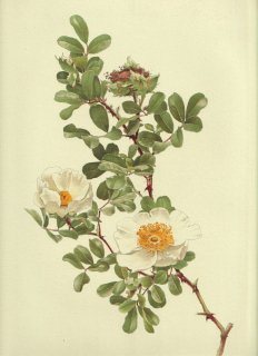 1911年 Willmott The Genus Rosa バラ科 バラ属 ROSA BRACTEATA Wendl