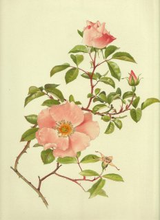 1911年 Willmott The Genus Rosa バラ科 バラ属 ROSA LAEVIGATA x CHINENSIS
