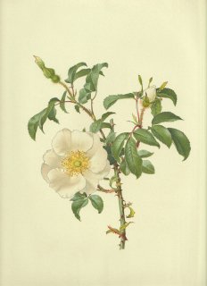1911年 Willmott The Genus Rosa バラ科 バラ属 ナニワイバラ ROSA LAEVIGATA Michx