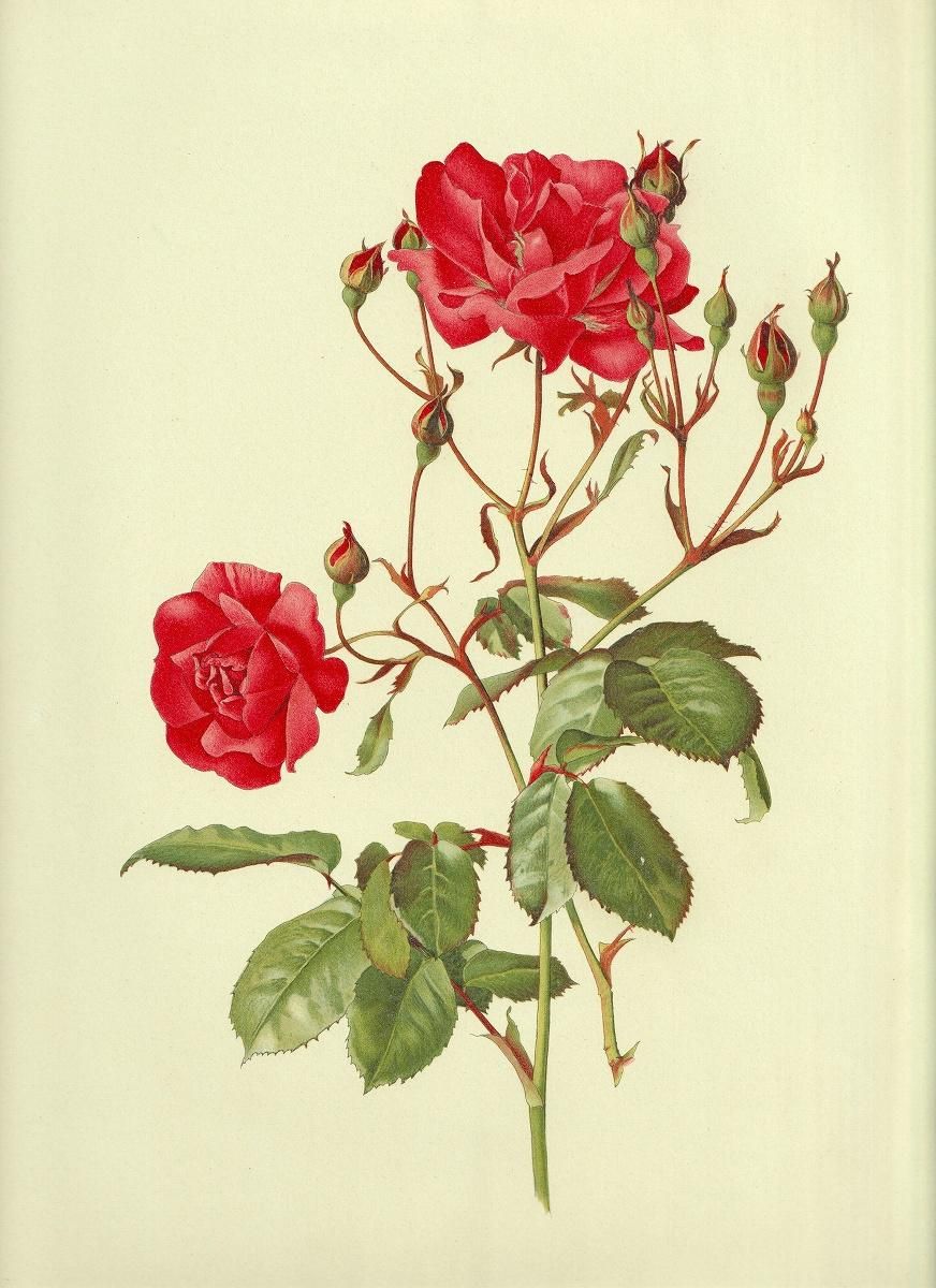 1911年 Willmott The Genus Rosa バラ科 バラ属 ROSA CHINENSIS