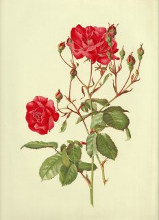 1911年 Willmott The Genus Rosa バラ科 バラ属 ROSA CHINENSIS x MULTIFLORA Hort