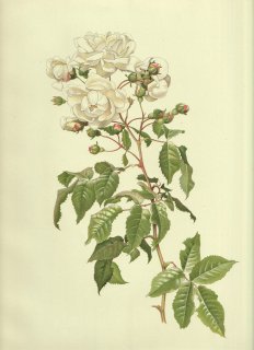 1911ǯ Willmott The Genus Rosa Х Х° ROSA CHINENSIS x MOSCHATA Koehne