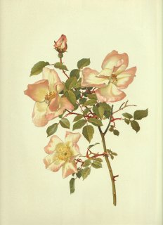 1911年 Willmott The Genus Rosa バラ科 バラ属 ROSA CHINENSIS var. GRANDIFLORA Hort