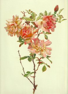 1911年 Willmott The Genus Rosa バラ科 バラ属 フォーチュンズダブルイエロー ROSA CHINENSIS var. PSEUDO-INDICA