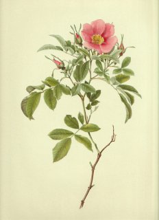 1911年 Willmott The Genus Rosa バラ科 バラ属 ROSA HUMILIS var. GRANDIFLORA Baker