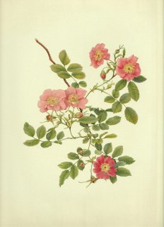 1911ǯ Willmott The Genus Rosa Х Х° ROSA HUMILIS Marsh