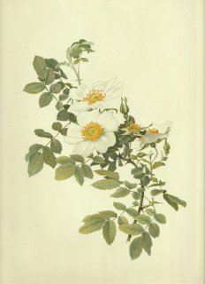 1911ǯ Willmott The Genus Rosa Х Х° ROSA VIRGINIANA ALBA