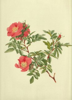 1911ǯ Willmott The Genus Rosa Х Х° ROSA VIRGINIANA Mill